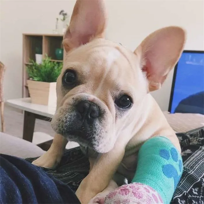 Dog In Cast