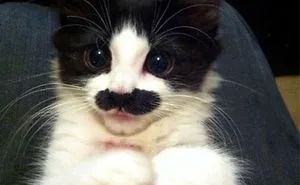 10 Cute Animals With A Mustache