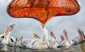 Award Winning Photos