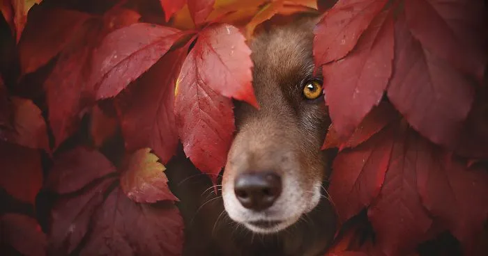 Photographer Captures Soulful Portraits Of Dogs Enjoying Autumn