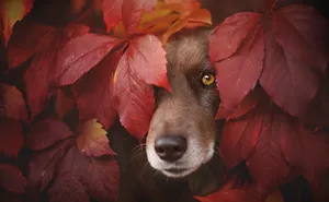 Photographer Captures Soulful Portraits Of Dogs Enjoying Autumn