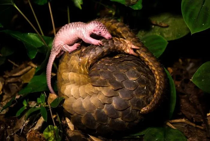 34 Baby Pangolins Who Are The World's Cutest Artichokes