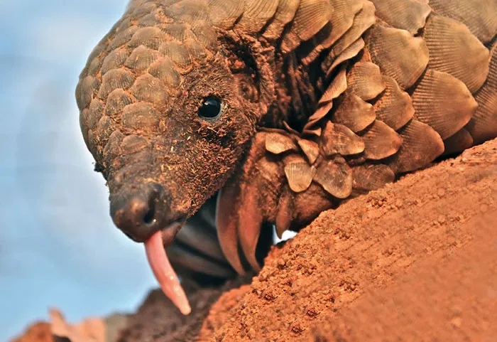 34 Baby Pangolins Who Are The World's Cutest Artichokes