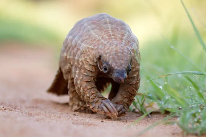 34 Baby Pangolins Who Are The World's Cutest Artichokes