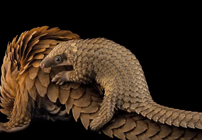 34 Baby Pangolins Who Are The World's Cutest Artichokes