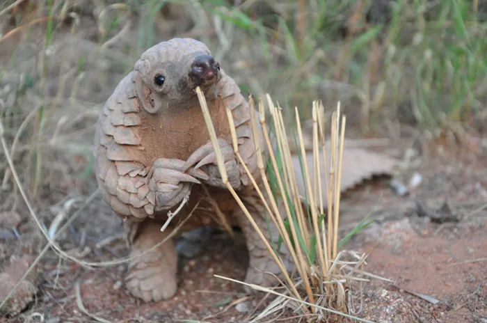 34 Baby Pangolins Who Are The World's Cutest Artichokes