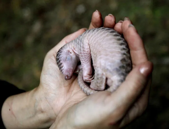 34 Baby Pangolins Who Are The World's Cutest Artichokes