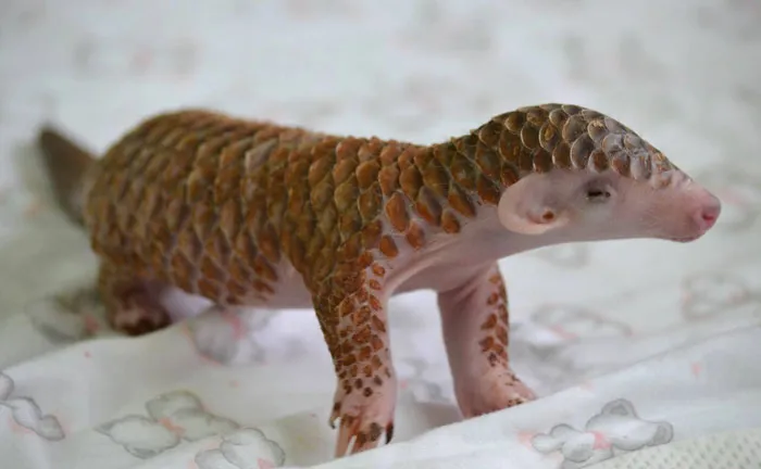 34 Baby Pangolins Who Are The World's Cutest Artichokes