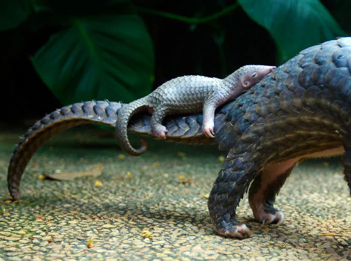 34 Baby Pangolins Who Are The World's Cutest Artichokes