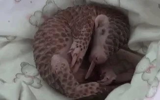 34 Baby Pangolins Who Are The World's Cutest Artichokes
