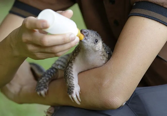 34 Baby Pangolins Who Are The World's Cutest Artichokes