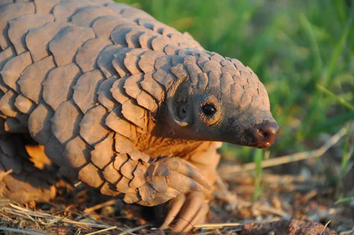 34 Baby Pangolins Who Are The World's Cutest Artichokes