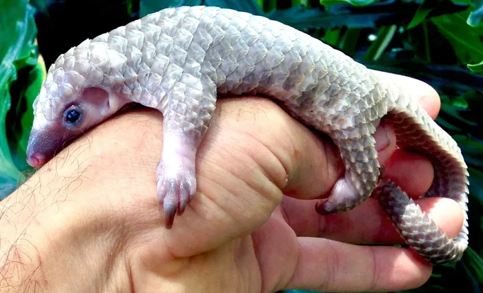 34 Baby Pangolins Who Are The World's Cutest Artichokes