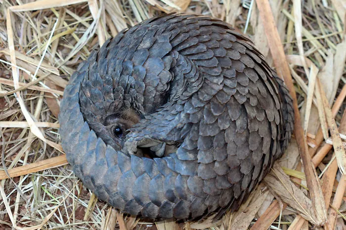 34 Baby Pangolins Who Are The World's Cutest Artichokes