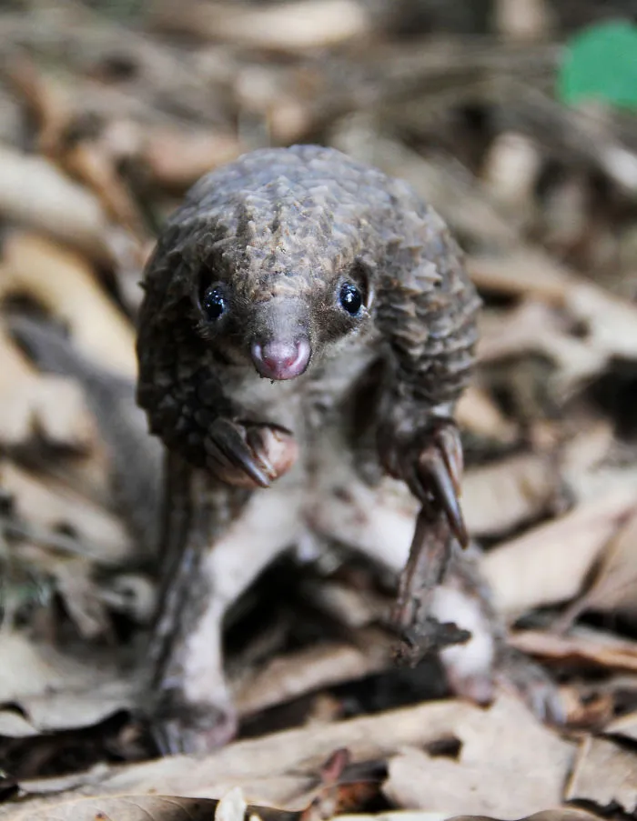 34 Baby Pangolins Who Are The World's Cutest Artichokes