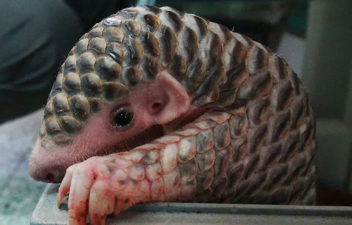 34 Baby Pangolins Who Are The World's Cutest Artichokes