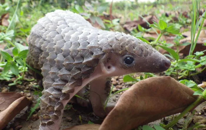 34 Baby Pangolins Who Are The World's Cutest Artichokes