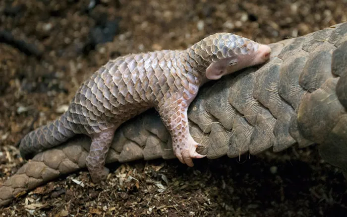 34 Baby Pangolins Who Are The World's Cutest Artichokes
