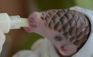 34 Baby Pangolins Who Are The World's Cutest Artichokes