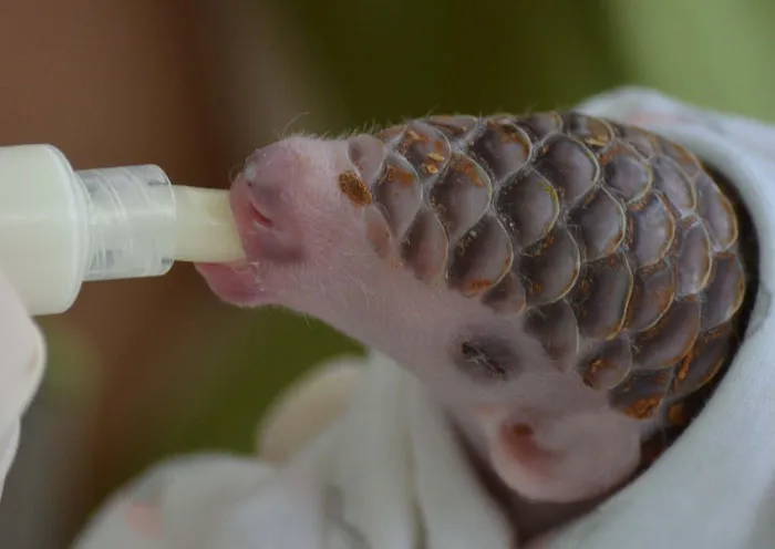 34 Baby Pangolins Who Are The World's Cutest Artichokes
