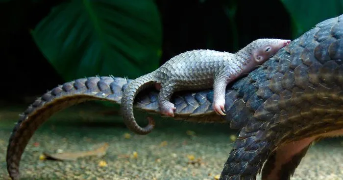 34 Baby Pangolins Who Are The World's Cutest Artichokes