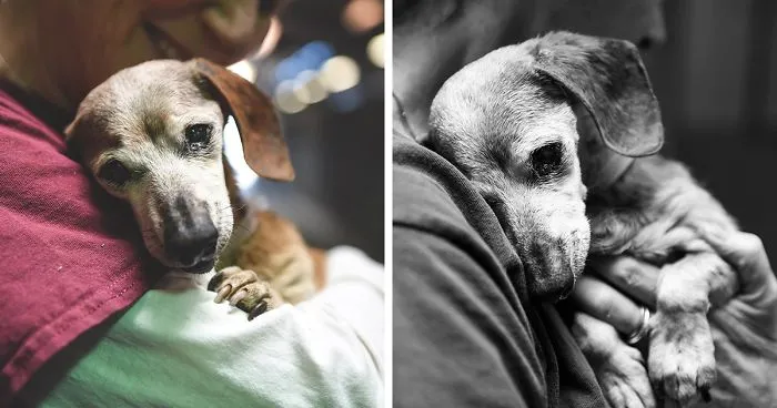 Blind 18-Year-Old Dog Loses Everything, Finds Love At Shelter
