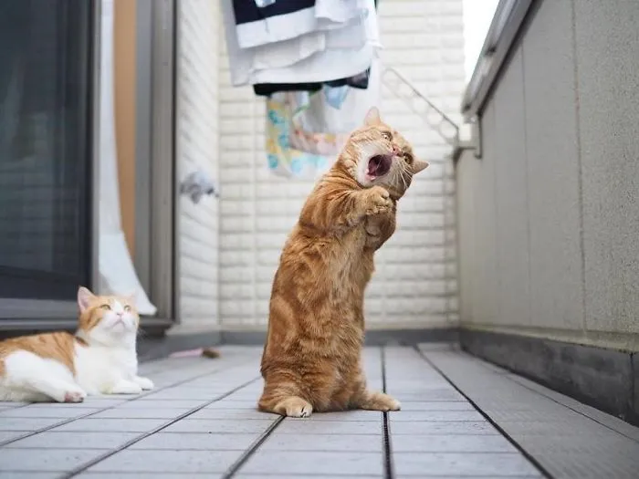 Cat Inspires Hilarious Photoshop Battle (11+ Pics)