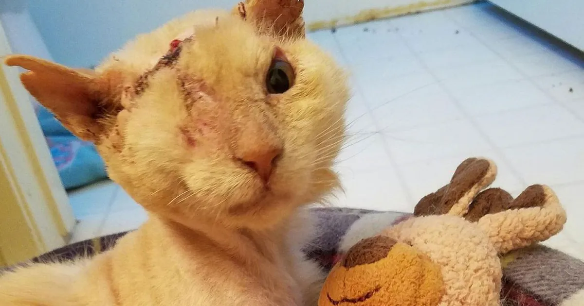 Un humano echó ácido en la cara a este gato, pero él aún confía en la gente