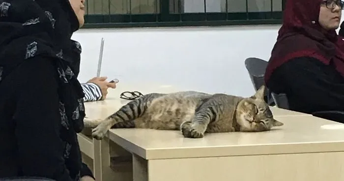 Cat Walks Into University Lecture, Does What Every Student Would Do