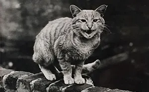 These Iconic 'Cats Of London' Give Us A Glimpse Into The 1950s
