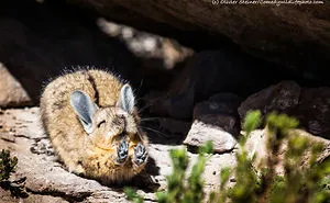 44 Of The Funniest Entries From The 2016 Comedy Wildlife Photography Awards