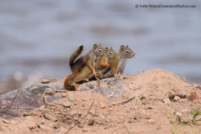 44 Of The Funniest Entries From The 2016 Comedy Wildlife Photography Awards
