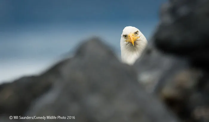 44 Of The Funniest Entries From The 2016 Comedy Wildlife Photography Awards