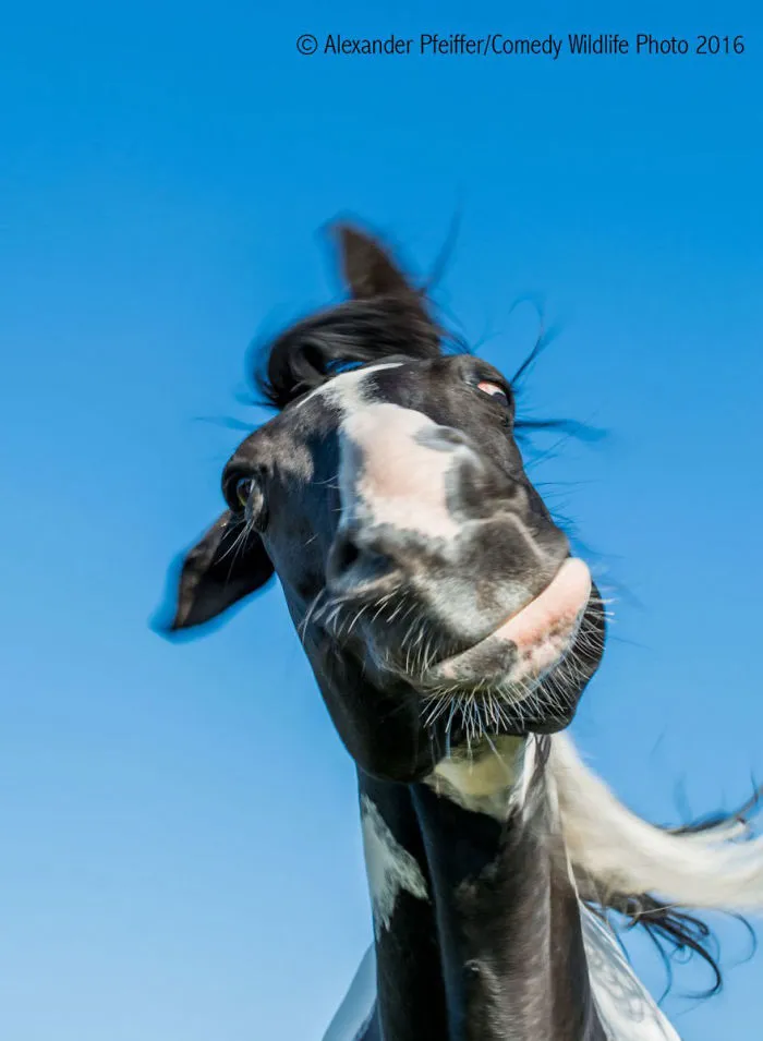 44 Of The Funniest Entries From The 2016 Comedy Wildlife Photography Awards