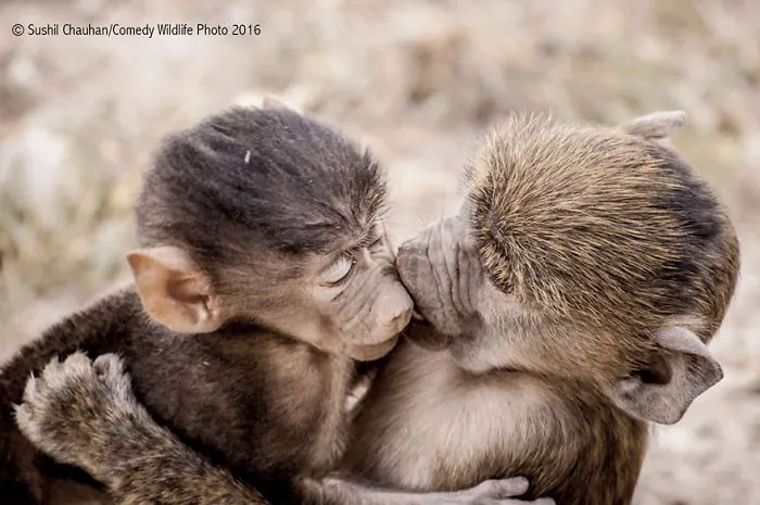 44 Of The Funniest Entries From The 2016 Comedy Wildlife Photography Awards