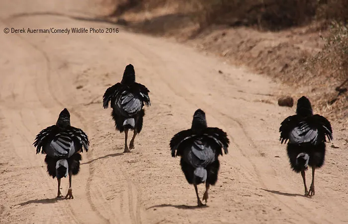 44 Of The Funniest Entries From The 2016 Comedy Wildlife Photography Awards