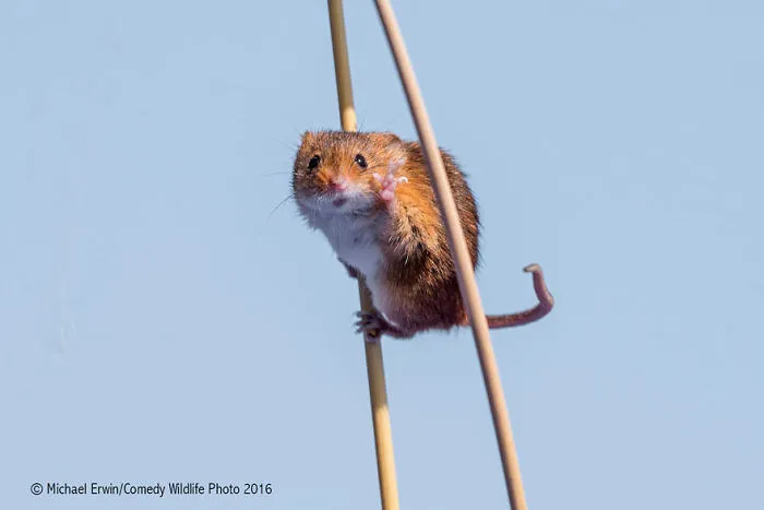 44 Of The Funniest Entries From The 2016 Comedy Wildlife Photography Awards