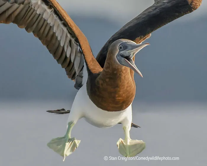 44 Of The Funniest Entries From The 2016 Comedy Wildlife Photography Awards