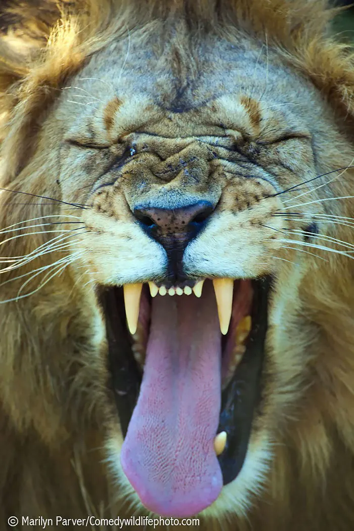 44 Of The Funniest Entries From The 2016 Comedy Wildlife Photography Awards