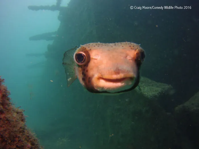 44 Of The Funniest Entries From The 2016 Comedy Wildlife Photography Awards