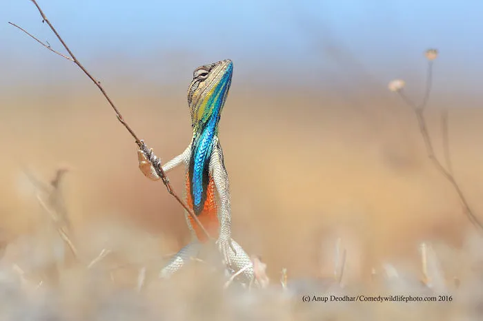 44 Of The Funniest Entries From The 2016 Comedy Wildlife Photography Awards