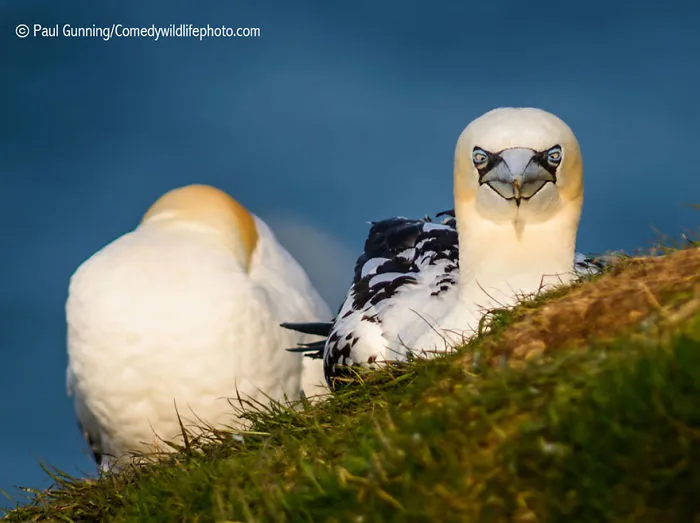 44 Of The Funniest Entries From The 2016 Comedy Wildlife Photography Awards