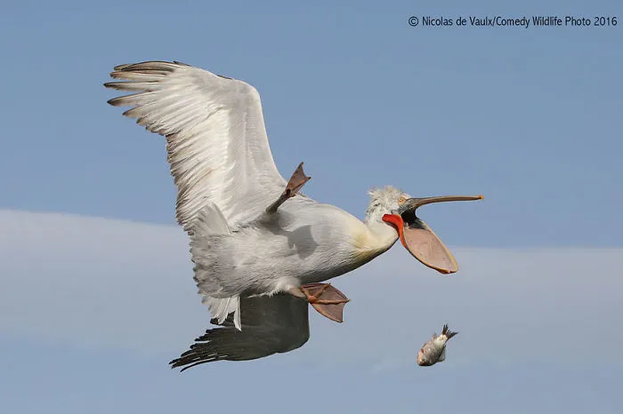 44 Of The Funniest Entries From The 2016 Comedy Wildlife Photography Awards