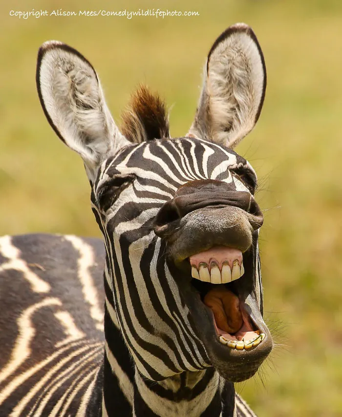 44 Of The Funniest Entries From The 2016 Comedy Wildlife Photography Awards