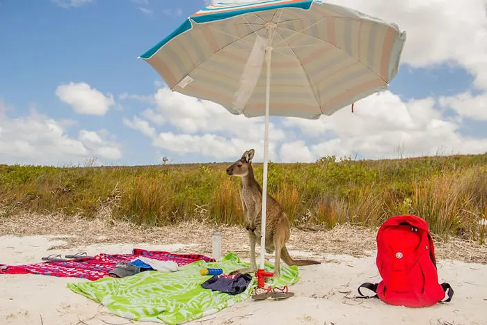 44 Of The Funniest Entries From The 2016 Comedy Wildlife Photography Awards
