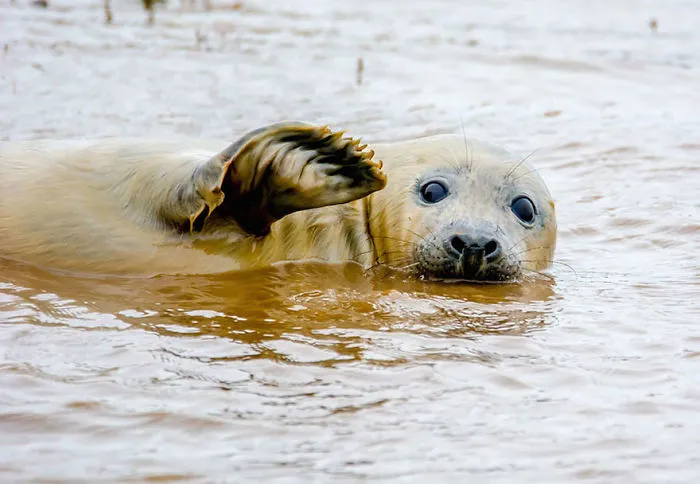 44 Of The Funniest Entries From The 2016 Comedy Wildlife Photography Awards