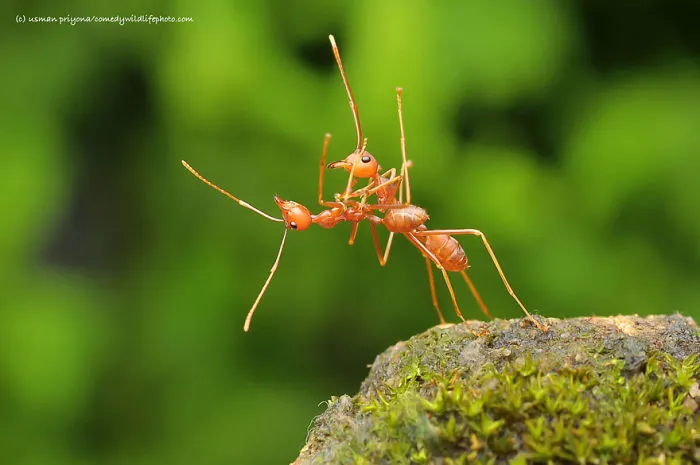 44 Of The Funniest Entries From The 2016 Comedy Wildlife Photography Awards