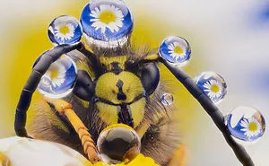 44 Of The Funniest Entries From The 2016 Comedy Wildlife Photography Awards