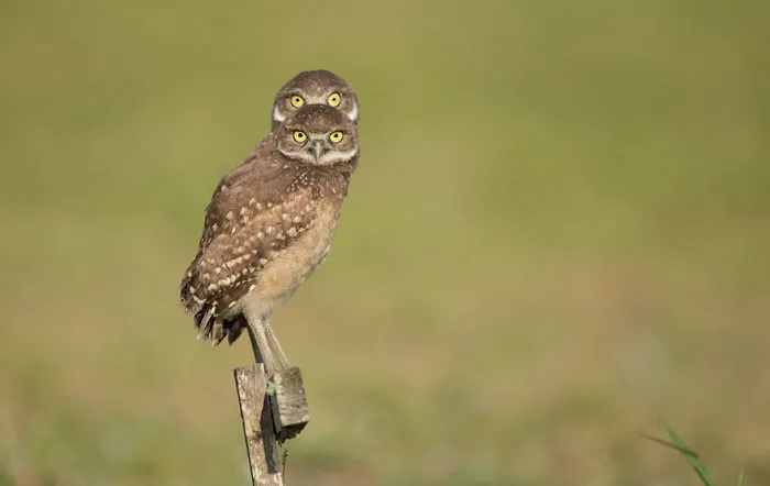 44 Of The Funniest Entries From The 2016 Comedy Wildlife Photography Awards