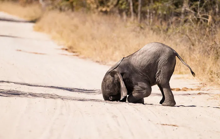 44 Of The Funniest Entries From The 2016 Comedy Wildlife Photography Awards